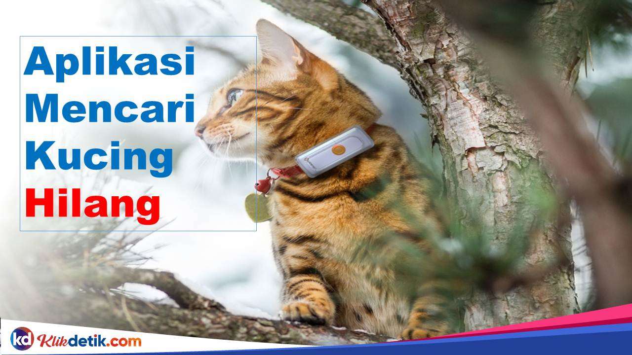 Aplikasi Mencari Kucing Hilang