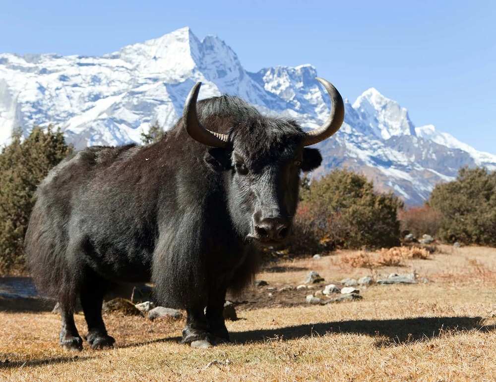 Banteng Yak