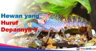Hewan yang Huruf Depannya Y