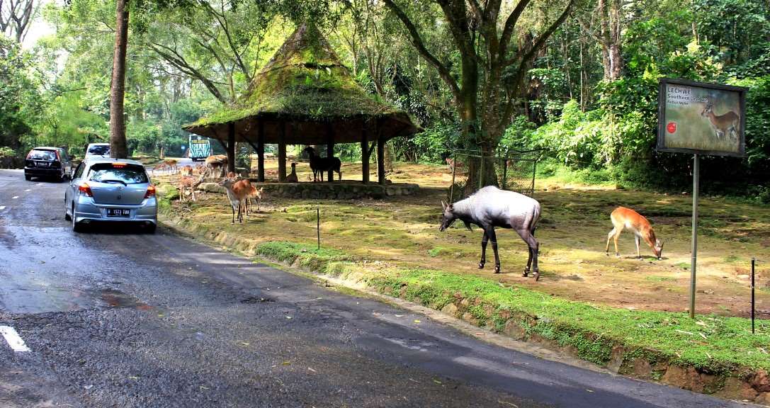 Tempat Wisata di Bogor Taman Safari Indonesia