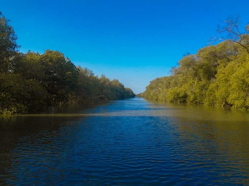 Mangrove Subang